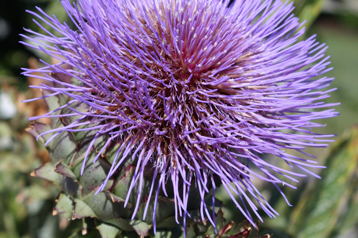 Cynara cardunculus (2).jpg